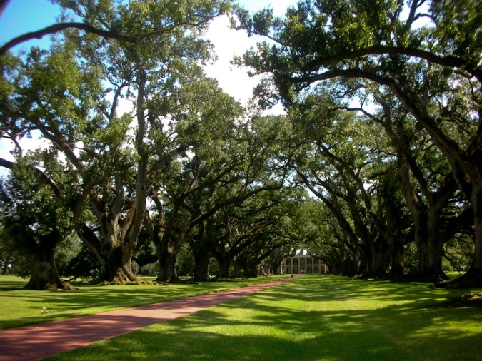 Alley of the Oaks